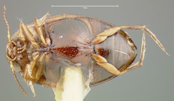 Media type: image;   Entomology 23887 Aspect: habitus ventral view
